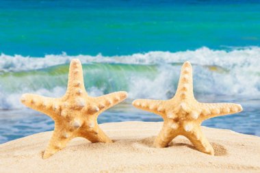 Denizyıldızı kum plajındaki seyahat kavramı. Yaz arka plan. Summer
