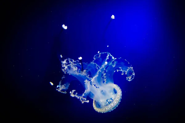 Podmořský ráj. plavání medúzy na modrém pozadí — Stock fotografie