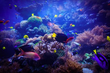 Sualtı arka plan. Sualtı sahne. Sualtı dünyasını. Altında