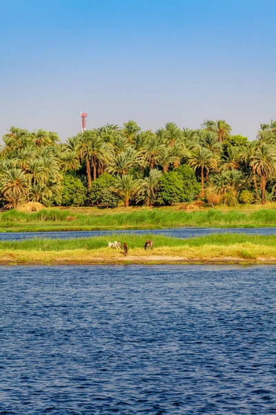 Río Nilo en Egipto. La vida en el río Nilo — Foto de Stock