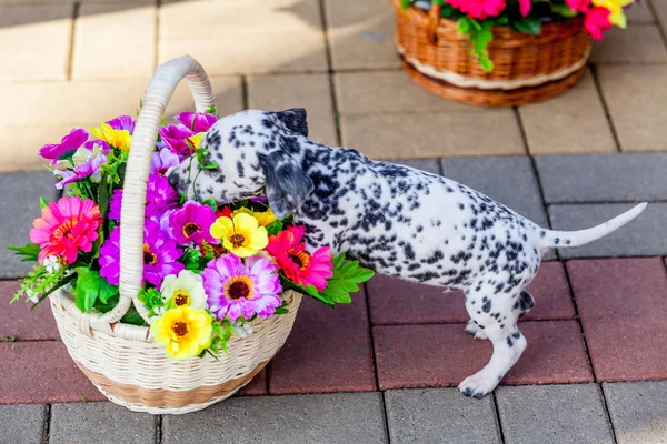 Далматин цуценя. Красиві Далматин собака — стокове фото