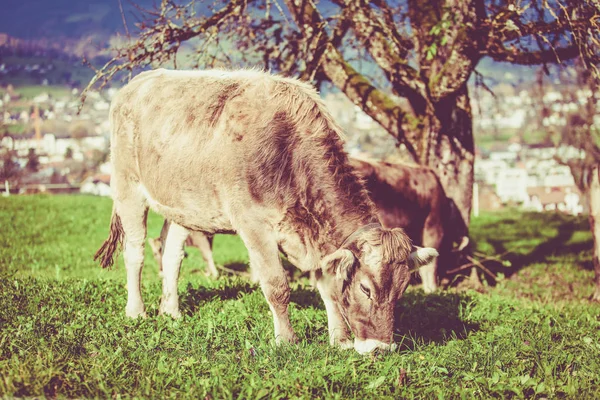 Vaca em um prado de verão verde. Vacas num campo verde. Vaca suíça . — Fotografia de Stock