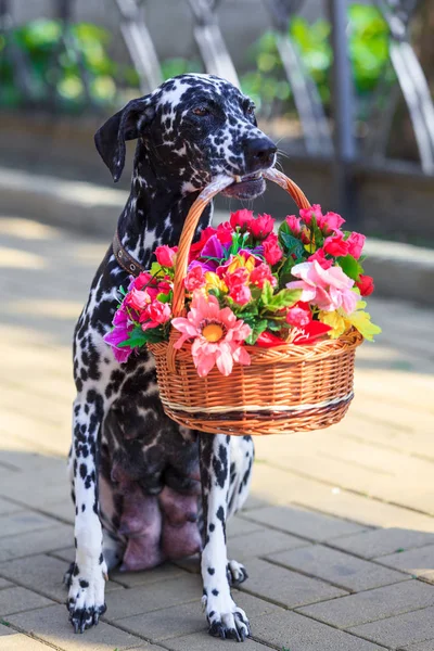 Hunden håller en blomma i hennes mun. Dalmatiska — Stockfoto