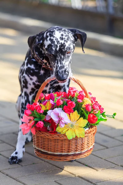 ダルメシアン犬。犬が口の中で花をくわえています。 — ストック写真