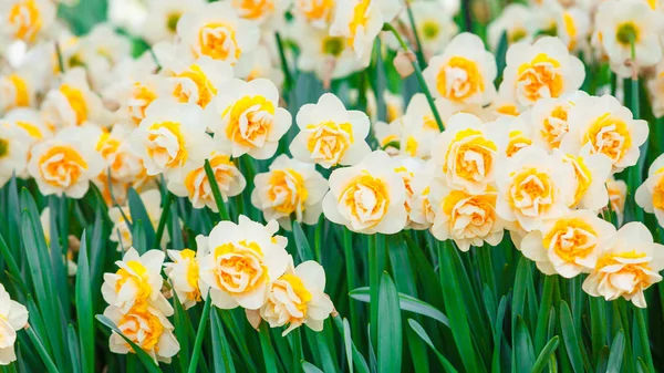 Narcissus flowers in garden. Beautiful Spring Flowers — Stock Photo, Image