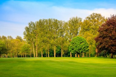 yeşil alan. güzel manzara. çim ve orman