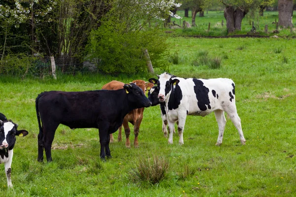 Cow in the field — Stock Photo, Image