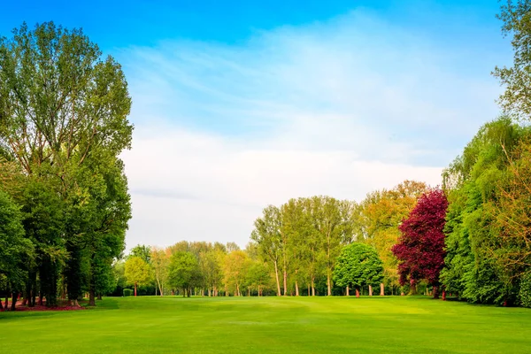 Campo verde. Hermoso paisaje. hierba y bosque — Foto de Stock