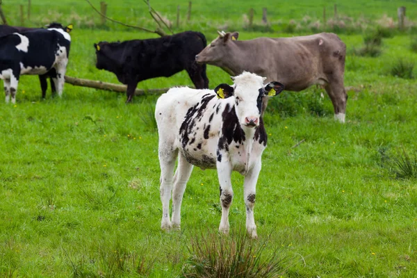 Un branco di mucche. Mucche sul campo — Foto Stock