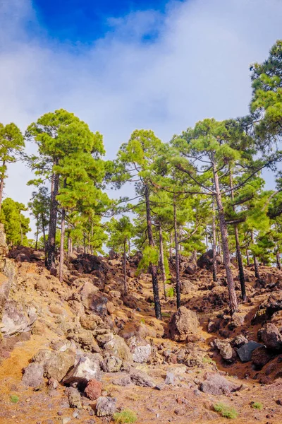 Teide National Park in Tenerife, Spain. pine forest on lava rock — Stock Photo, Image
