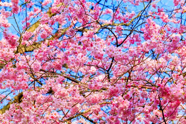 사쿠라의 꽃이 핀다. 아름다운 분홍빛 꽃 — 스톡 사진