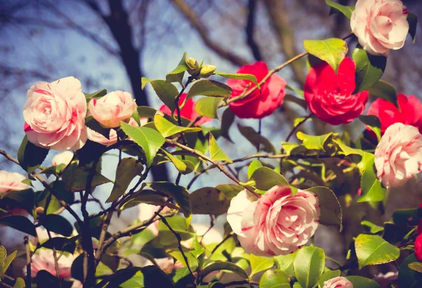 Rosa in giardino. decorazione fiori rosa, sfondo floreale — Foto Stock