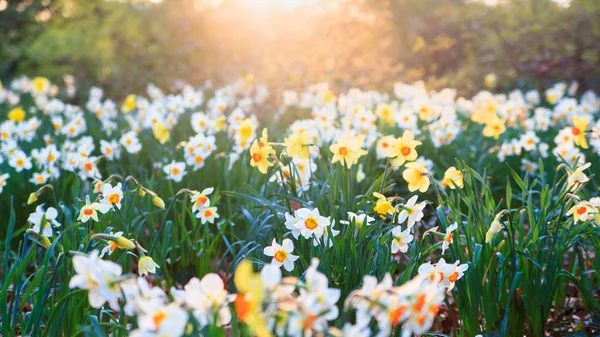 Flores em um prado de manhã na primavera. Primavera morni — Fotografia de Stock