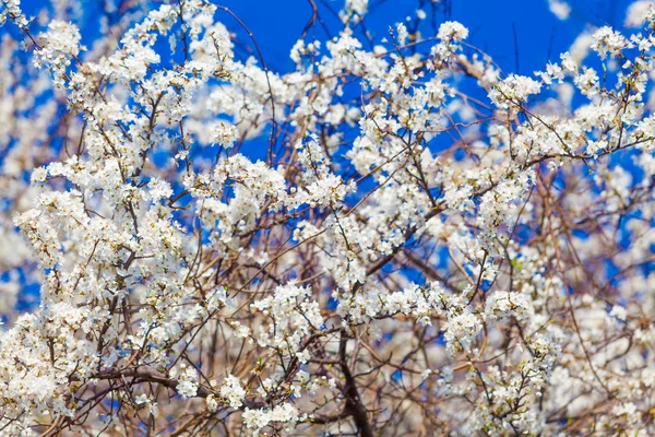 Wiosna blossom tło. wiosenne kwiaty — Zdjęcie stockowe