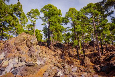 Teide Milli Parkı Tenerife, İspanya. çam ormanı lav kaya