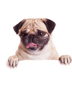 boş billboard Pug köpek. köpek afiş veya işareti yukarıda. Pug köpek 