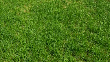 Yeşil çim arka plan. Çim dokusu