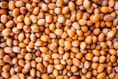 fındık arka plan. Arka plan ağaç fındık