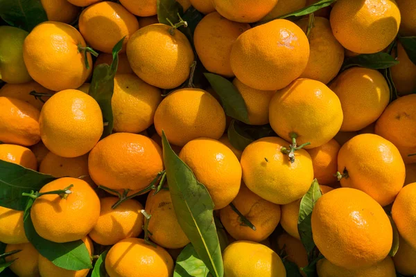Fondo de mandarinas. Naranjas. Clementinas frescas —  Fotos de Stock