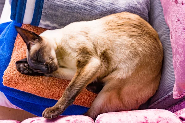 Orientalische Katze. Siamkatze — Stockfoto