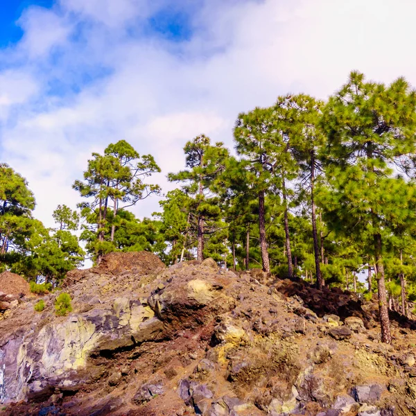 Teide nationalpark i Teneriffa, Spanien. tallskog på lavastenar — Stockfoto