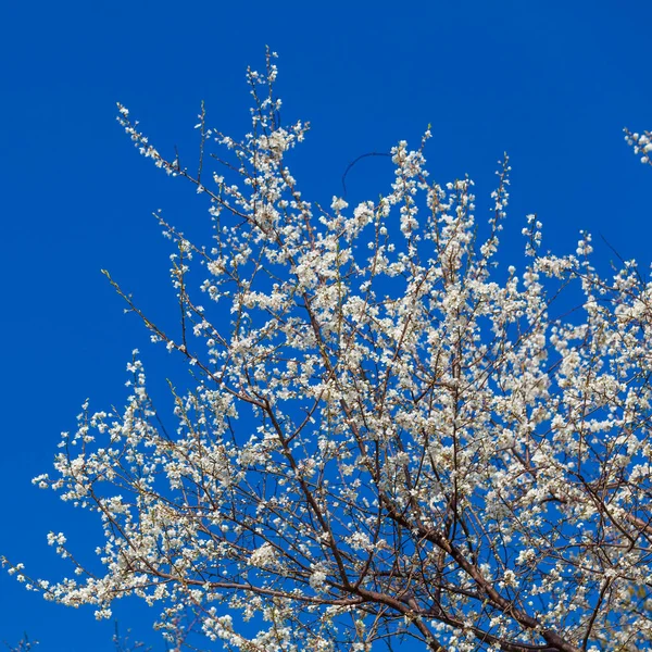 Sfondo primavera. Primavera fioritura sfondo — Foto Stock