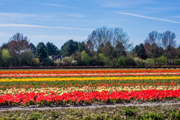 Pola tulipanów w Holandii. Krajobraz z tulipany — Zdjęcie stockowe