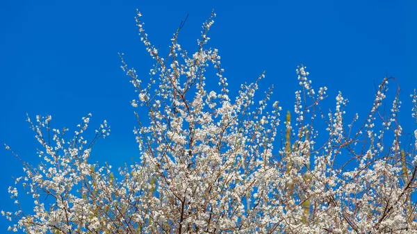 Flores de primavera. Hermosa rama de árbol floreciente. Cereza —  Fotos de Stock
