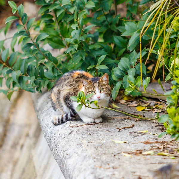 Gato sentado no jardim. Gato ao ar livre — Fotografia de Stock