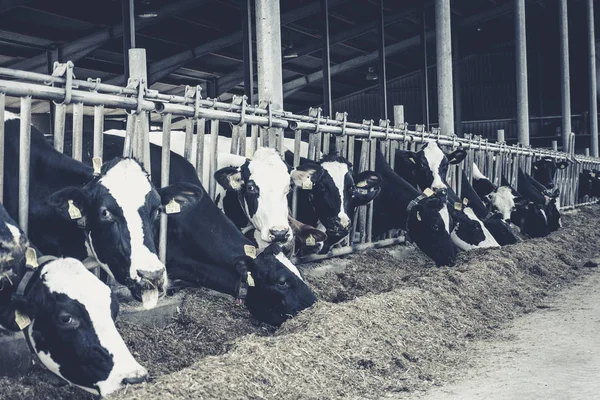 Cows in a farm. Dairy cows. black and white photography — Stock Photo, Image