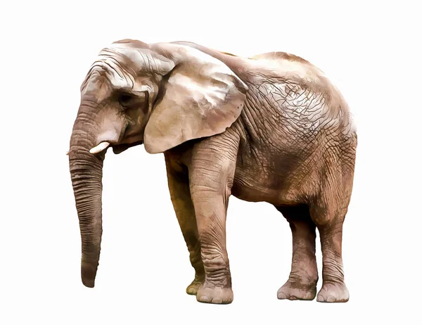 Elefant. Elefantenillustration. Aquarell Animal Illustration — Stockfoto