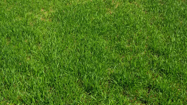 Φόντο πράσινο γρασίδι. Χόρτο υφή — Φωτογραφία Αρχείου