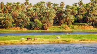 Nil Nehri. Mısır Nil