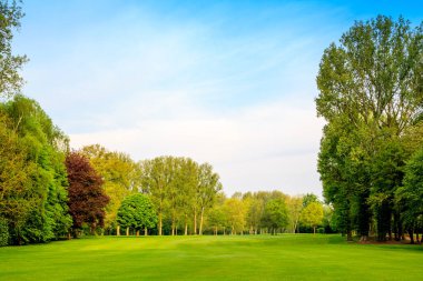 yeşil alan. güzel manzara. çim ve orman