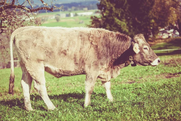 Vaca em um prado de verão verde. Vacas num campo verde. Vaca suíça . — Fotografia de Stock