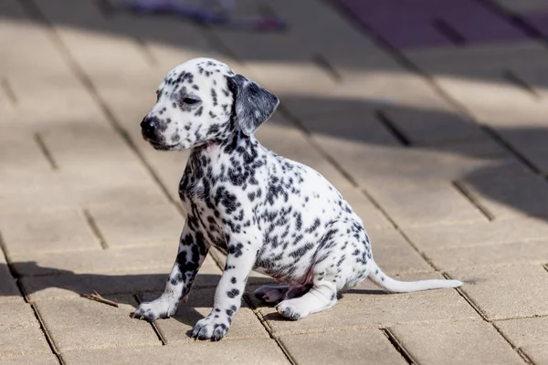 Szczeniak Dalmacji. Piękny pies dalmatyńczyk — Zdjęcie stockowe