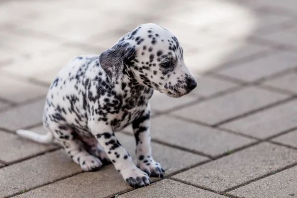 Dalmatin pes. Dalmatské štěně — Stock fotografie