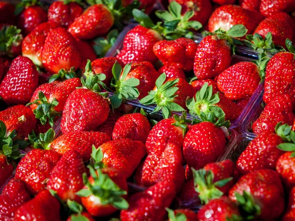 Rote Erdbeeren in Körben zum Verkauf auf dem Markt. viel frisches Stroh — Stockfoto
