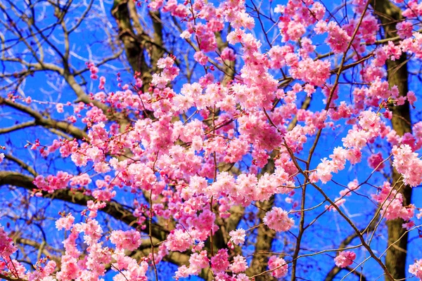 Sakura virágok nyílnak. Gyönyörű rózsaszín cseresznyevirág. — Stock Fotó