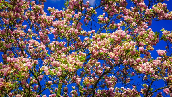 Рожеве дерево магнолії цвіте. квітка магнолії — стокове фото