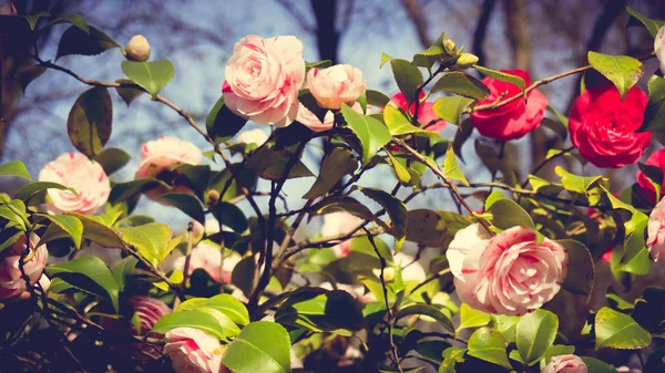 Rosa in giardino. decorazione fiori rosa, sfondo floreale — Foto Stock