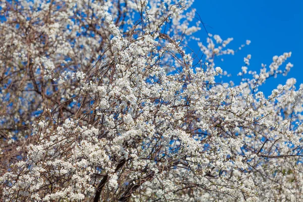 Tło wiosna. Wiosna blossom tło — Zdjęcie stockowe