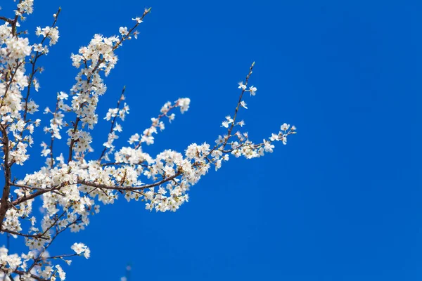 Fondo de flores de primavera. flores de primavera —  Fotos de Stock