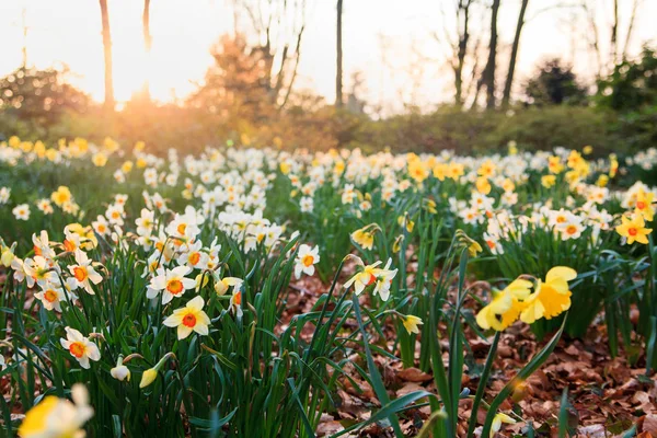 Flores em um prado de manhã na primavera. Primavera morni — Fotografia de Stock