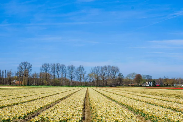 Bel campo di tulipani. Bellissimo sfondo fiore . — Foto Stock