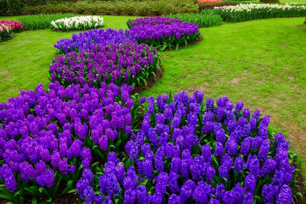 Schöne Hyazinthen. schöne Blumen Hintergrund — Stockfoto