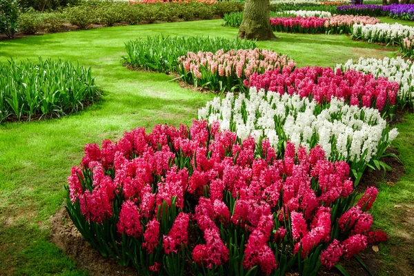 Beautiful  hyacinths. Beautiful flowers background — Stock Photo, Image