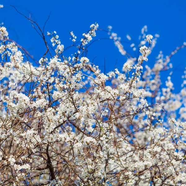 Flores de primavera. Hermosa rama de árbol floreciente. Cereza —  Fotos de Stock