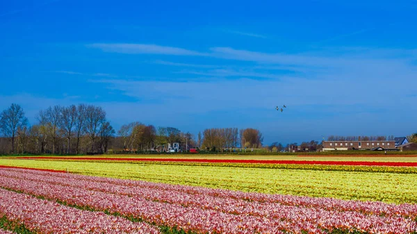 Krásné tulipány pole. Krásné květinové pozadí. — Stock fotografie