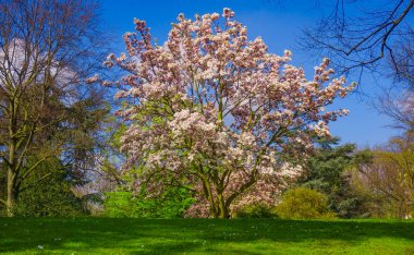 A beautiful Magnolia tree. Bloomy magnolia tree  clipart